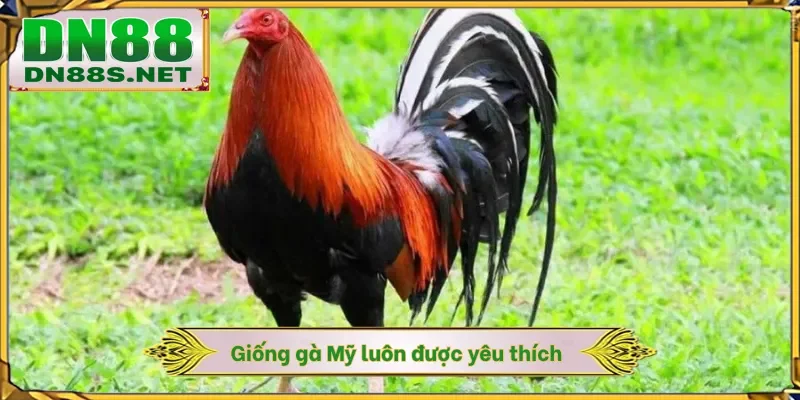 Giống gà Mỹ luôn được yêu thích